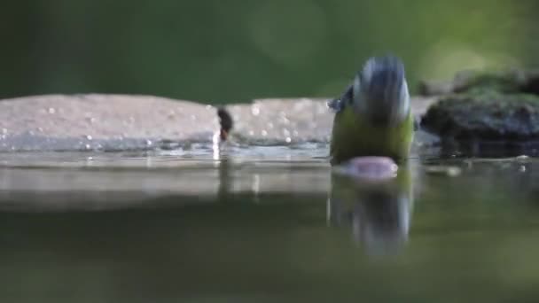 Eurasian blue tit Cyanistes caeruleus Bathing in summer forest, close-up - Filmmaterial, Video