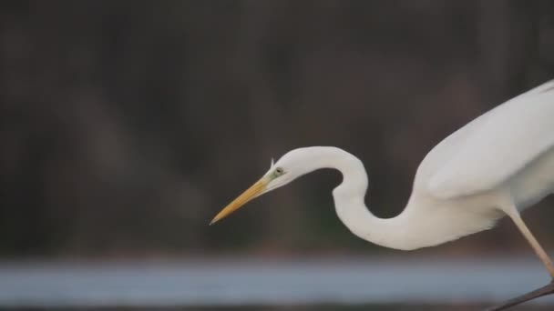 Silberreiher Egretta alba Angeln im flachen Wasser des Teiches / Sees - Filmmaterial, Video