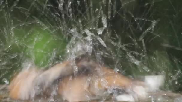 Hawfinchs Coccothraustes coccothraustes Κολύμβηση στην καλοκαιρινή βροχή, Κοντινό πλάνο - Πλάνα, βίντεο