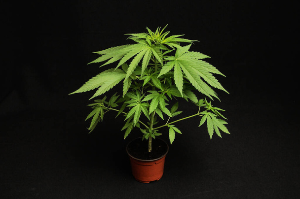 cannabis buds in a pot on black background - 写真・画像