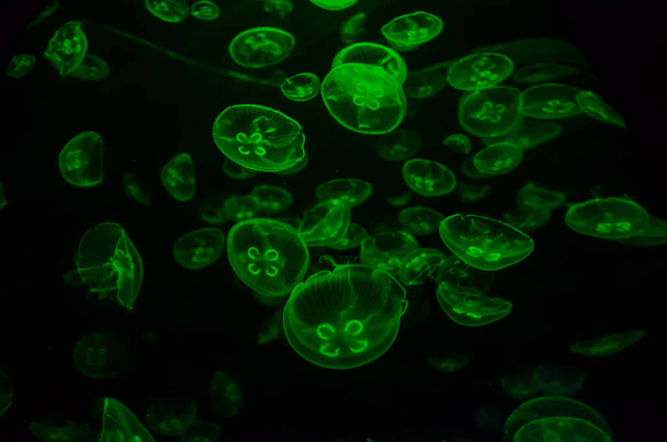 Маленькая медуза с медузой, окрашенная светом - Фото, изображение
