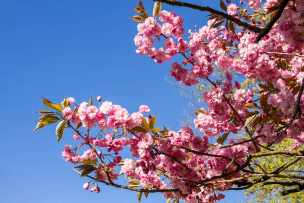 Japanese cherry blossom branch in spring. Blue sky background - Foto, afbeelding