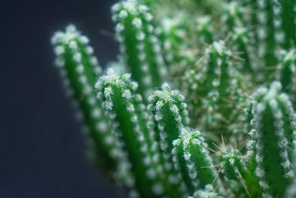 Nahaufnahme des Miniatur-Akanthocereus tetragonus-Kaktus - Foto, Bild