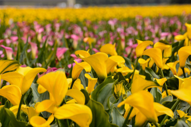 Photo picture of Calla flower-colored garden field cultivation - Photo, Image