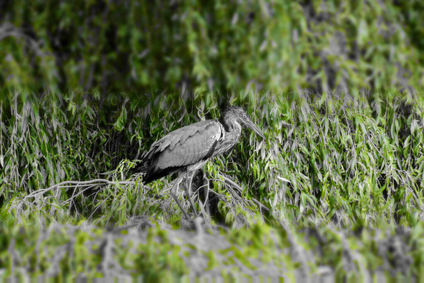 Garza gris Especie Ardea cinerea familia de ardeidae - Foto, Imagen