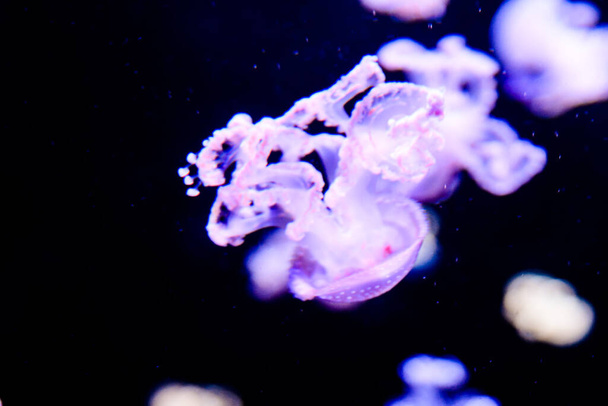 jellyfish on a black background. - Φωτογραφία, εικόνα