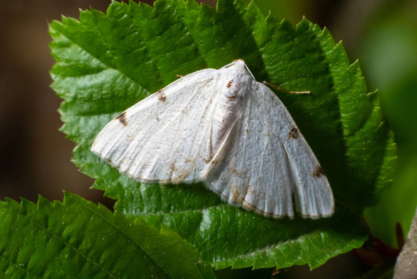 Lomographa temerata is een vlinder uit de familie van de spanners (Geometridae). Zilverkleurige mot, Lomographa temerata, van boven. - Foto, afbeelding
