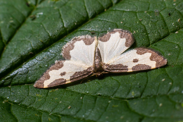 Motýl lomaspilis marginata s bílými křídly a šedé skvrny sedí na listu na zeleném pozadí. - Fotografie, Obrázek
