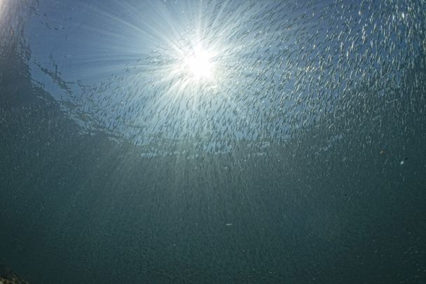 uvnitř hejno ryb pod vodou - Fotografie, Obrázek