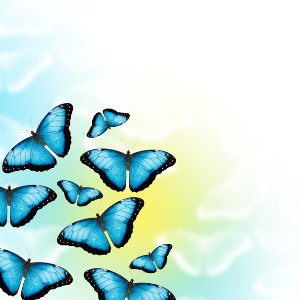 motyle niebieski - Zdjęcie, obraz