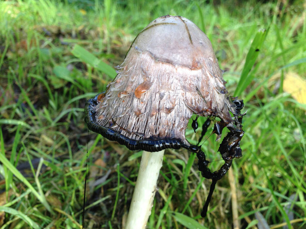 гриб шаггіман розчиняється в чорну рідину
 - Фото, зображення