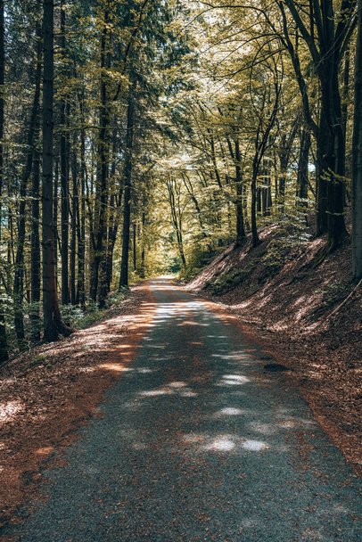 droga w lesie - Zdjęcie, obraz