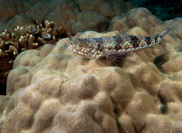 Písek ještěrka mezi korály na Filipínách na ostrově Boracay - Fotografie, Obrázek