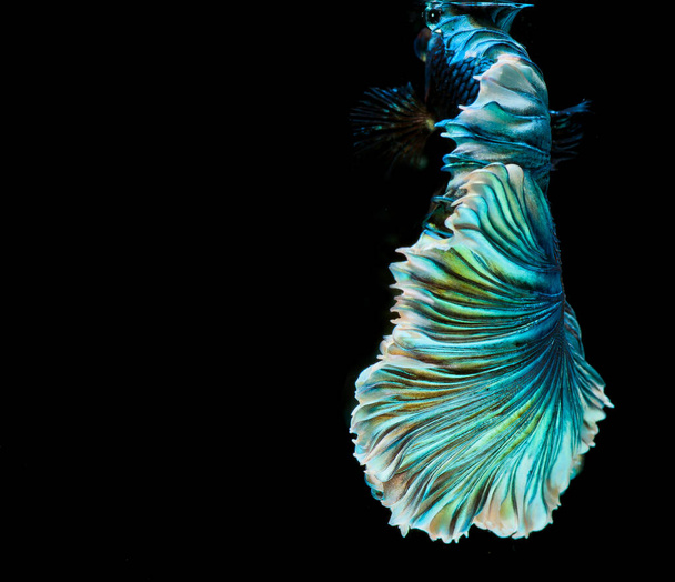 Halfmoon betta fish, siamese fighting fish, Capture moving of fish, abstract background of fish tail - Photo, Image