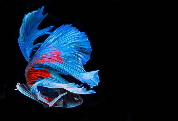 Halfmoon betta fish, siamese fighting fish, Capture moving of fish, abstract background of fish tail - Photo, Image