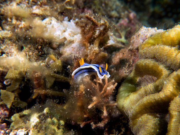 Un nudibranco Chromodoris Lochi striscia sui coralli Boracay Filippine - Foto, immagini