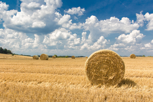 Wheatfield, nyári, Ukrajna, itt az ideje, hogy a betakarítás - Fotó, kép