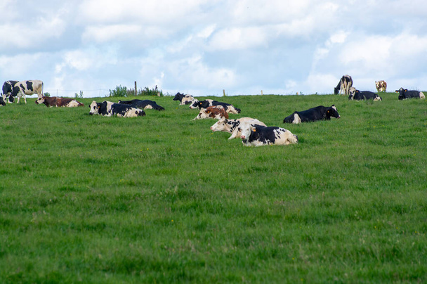 Zöld füves legelőn, tejen, sajton és hústermelésen nyugvó tehénállomány Normandiában (Franciaország) - Fotó, kép