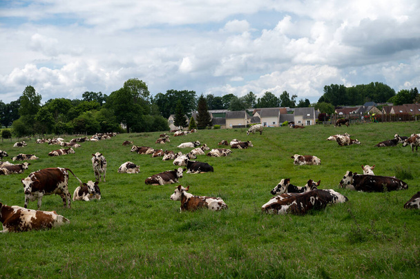 Herd of cows resting on green grass pasture, milk, cheese and meat production in Normandy, France - Photo, Image