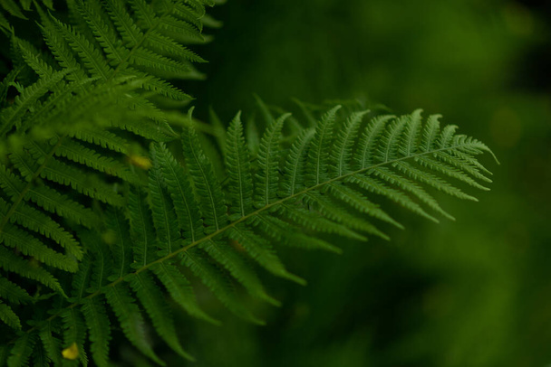 Nahaufnahme der schönen grünen Farnblätter auf der Wiese oder im Wald. Makro der Bergkräuter und -pflanzen. Tiefgrüner Hintergrund. - Foto, Bild