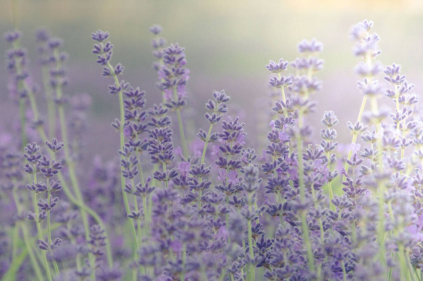 A field of blooming lavenders on the Islip lavender farm, Oxfordshire - Foto, afbeelding