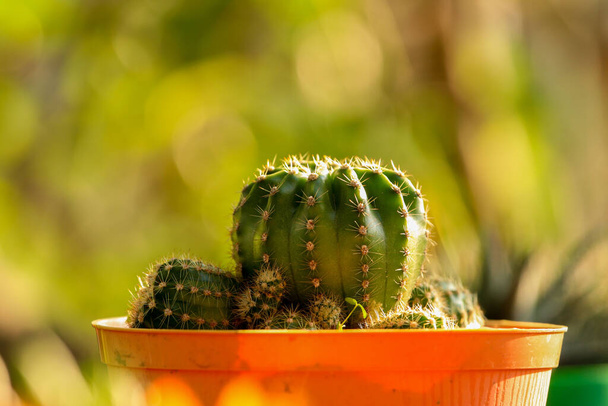 A selective focus shot of cactus in the pot - Φωτογραφία, εικόνα