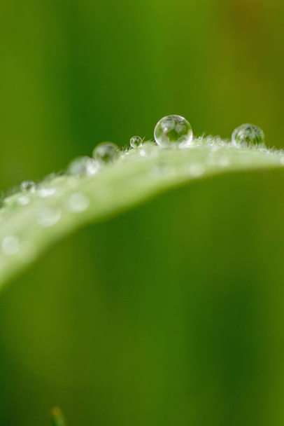 A closeup of water drops on green leaves in a garden - Foto, Imagem