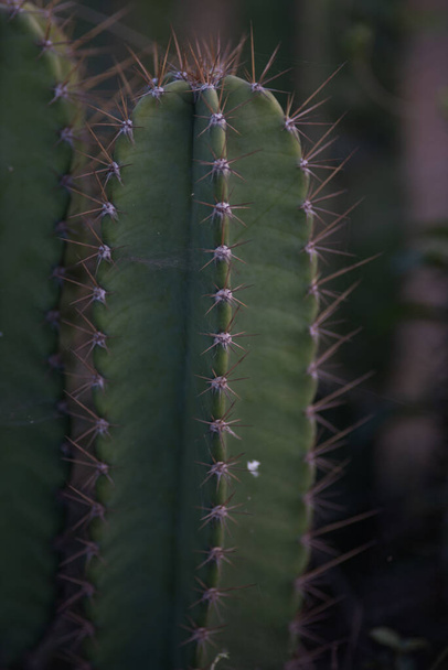 サボテンの垂直閉鎖ショット植物 - 写真・画像
