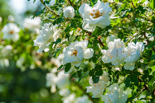 rose white flower bush - Φωτογραφία, εικόνα