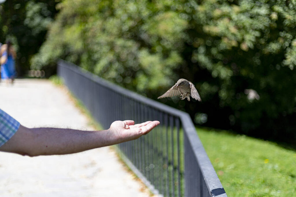 Sparrow. Un oiseau. Moineau brun volant et mangeant de la main d'une personne dans un parc à Madrid, en Espagne. Photographie horizontale. - Photo, image
