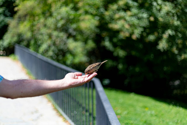Sparrow. Pássaro. Pardal marrom voando e comendo da mão de uma pessoa em um parque em Madrid, na Espanha. Fotografia horizontal. - Foto, Imagem
