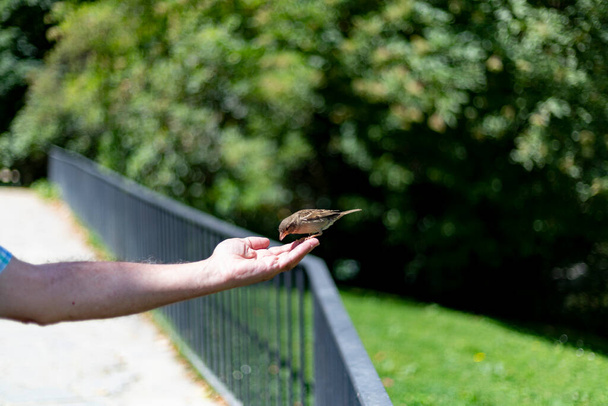 Sparrow. Un oiseau. Moineau brun volant et mangeant de la main d'une personne dans un parc à Madrid, en Espagne. Photographie horizontale. - Photo, image