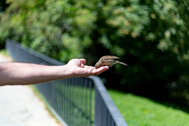 Sparrow. Pássaro. Pardal marrom voando e comendo da mão de uma pessoa em um parque em Madrid, na Espanha. Fotografia horizontal. - Foto, Imagem