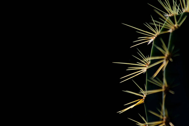 cactus thorn pattern close up  - Фото, изображение