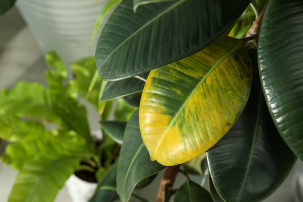 Houseplant with leaf blight disease indoors, closeup. Space for text - Foto, Imagem