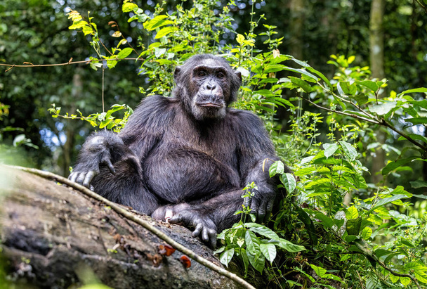 Доросла шимпанзе, пан троглодит, стоїть на поваленому дереві в лісі національного парку Кібале (Уганда, Африка). Вид під загрозою вимирання. - Фото, зображення