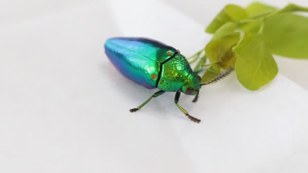 Juweel beetle bug - Video