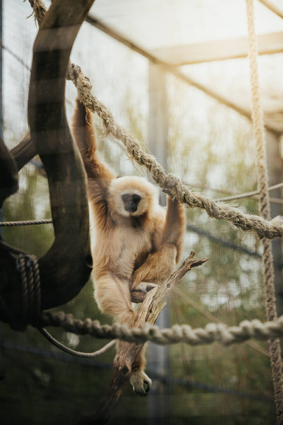A vertical shot of a lar gibbon hanging on a rope in a zoo - Fotó, kép