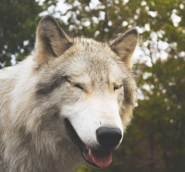 A shallow focus portrait of adorable wolf - Zdjęcie, obraz