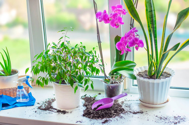 trasplante, cuidado de primavera para plantas de interior, flores en el alféizar de la ventana. Foto de alta calidad - Foto, imagen