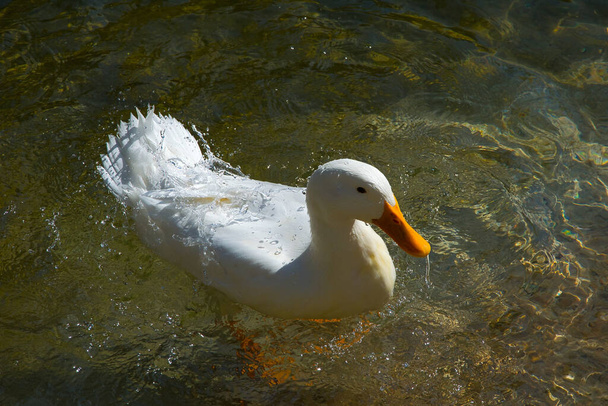 duck and waterfowl in a lake - 写真・画像