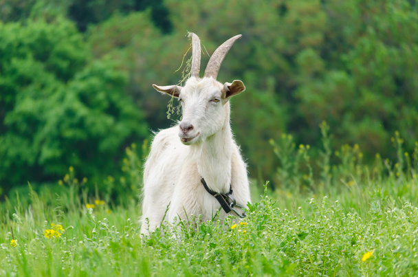 Portret białe kozy na łące - Zdjęcie, obraz