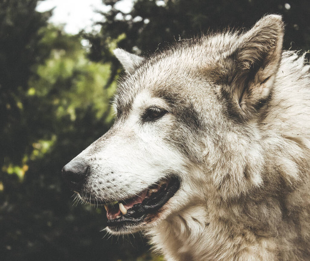 A shallow focus close-up of adorable wolf - Foto, imagen