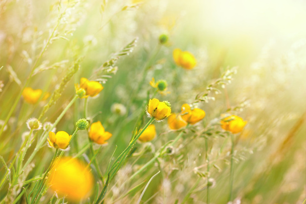 lučních květin a trávy - Fotografie, Obrázek