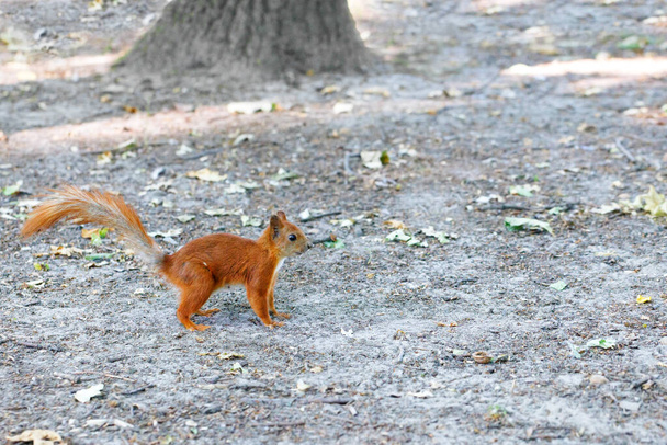 Un agile bambino scoiattolo rosso cammina curiosamente sul terreno grigio sabbioso nella foresta. Copia spazio. - Foto, immagini