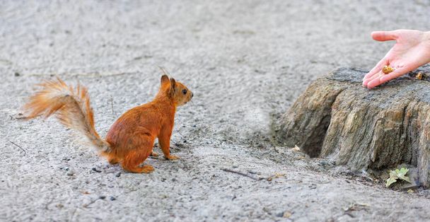 Un piccolo scoiattolo dai capelli rossi con curiosità esamina una delizia con una noce in mano umana sullo sfondo di un fondo grigio foresta sabbiosa. - Foto, immagini