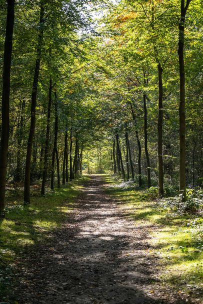 Un colpo verticale del sentiero vuoto nella bellissima foresta con una fitta vegetazione verde. - Foto, immagini