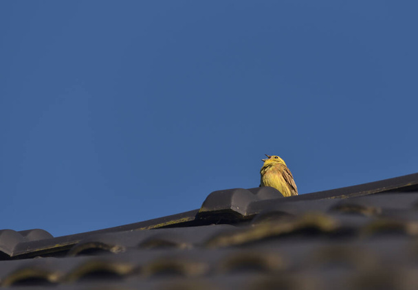 yellow bunting sits on a roof against a background of blue sky - Photo, Image