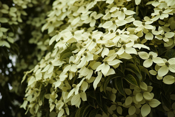 A beautiful view of the Kousa dogwood plants on a blurred background - Photo, image