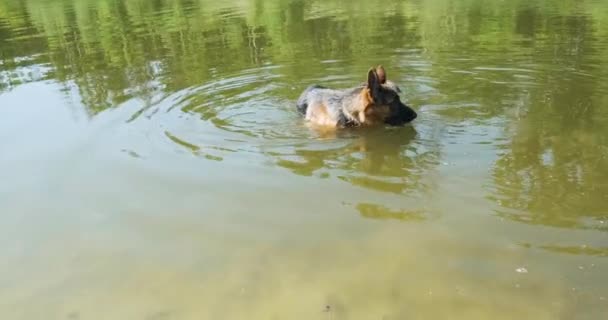 Purebred black-backed german shepherd walks in the water on the lake. Green calm water, beautiful big dog. High quality 4k footage - Footage, Video